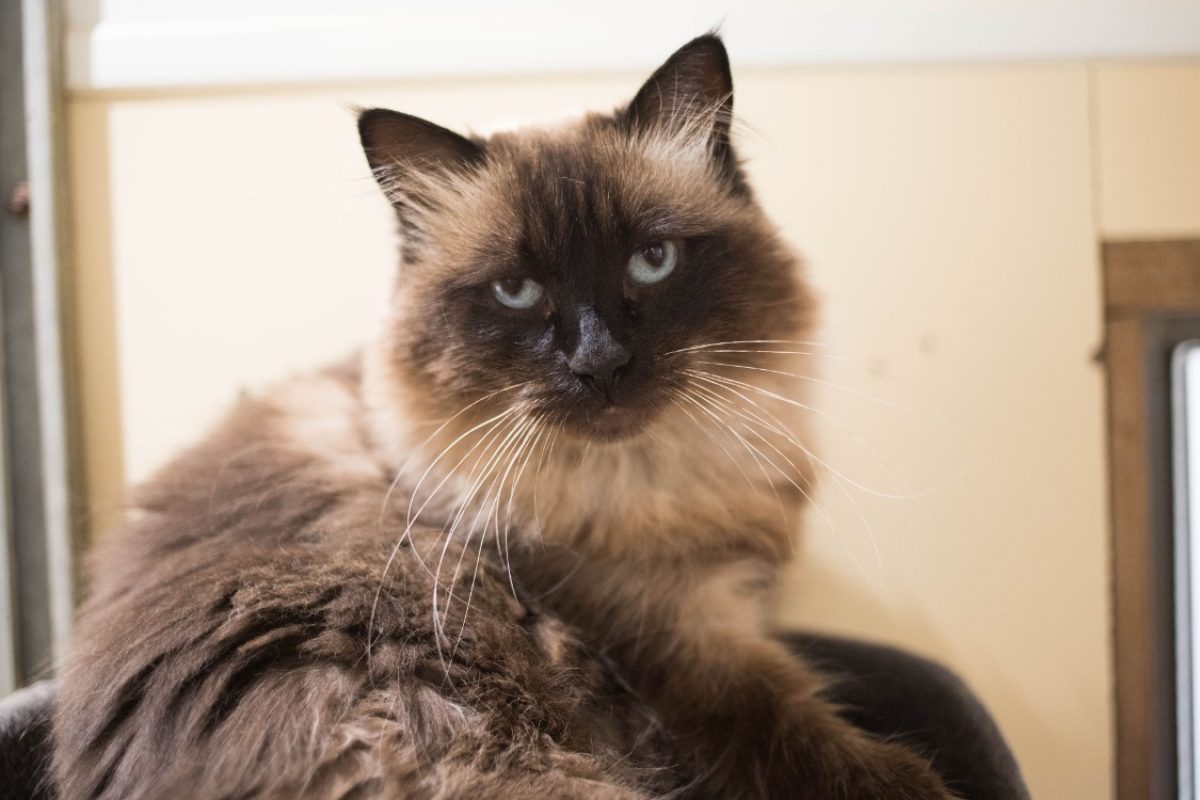 Luna - Chat Européen à adopter - photo 13