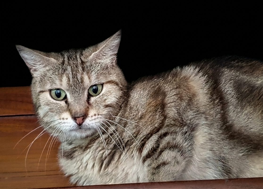 Bizet - Chat Européen à adopter