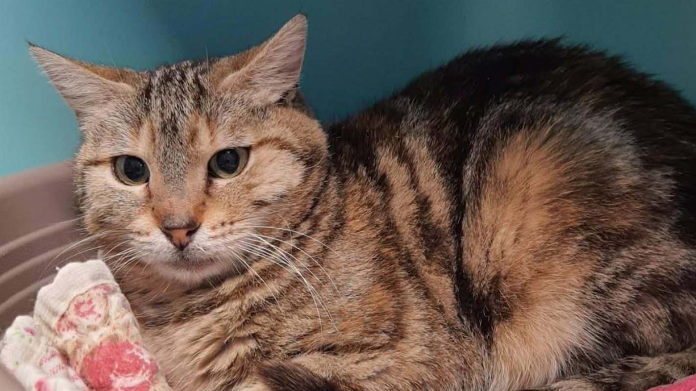 Bizet - Chat Européen à adopter - photo 2