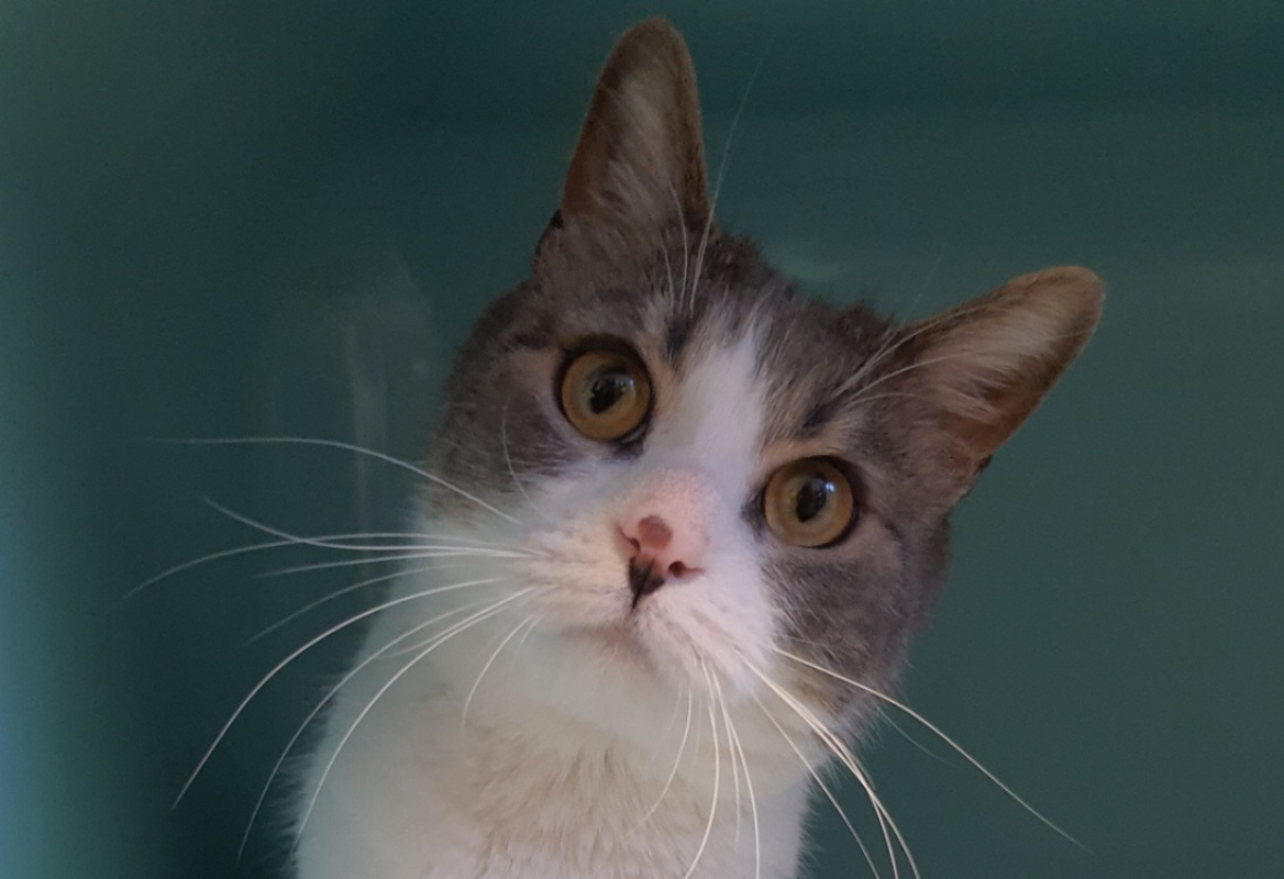 Photo de Verdi