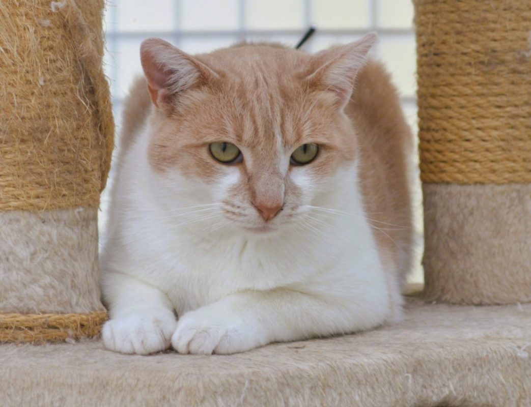 Tom - Chat Européen à adopter
