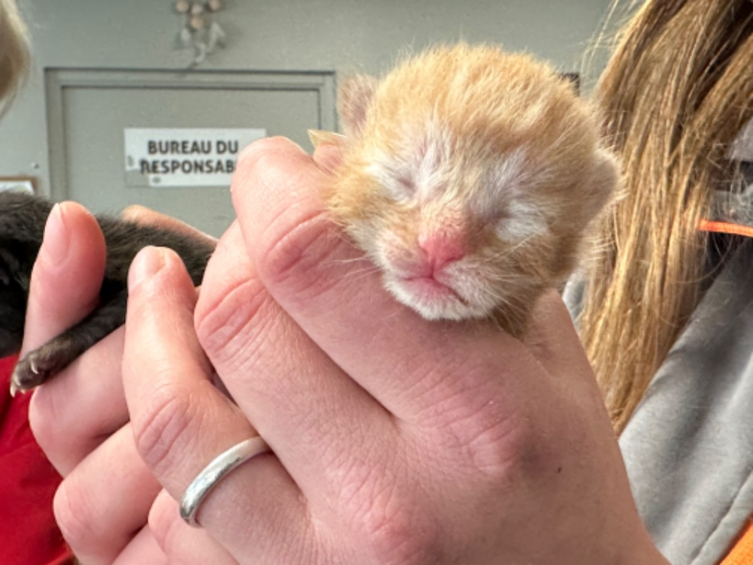 Photo de Caramel