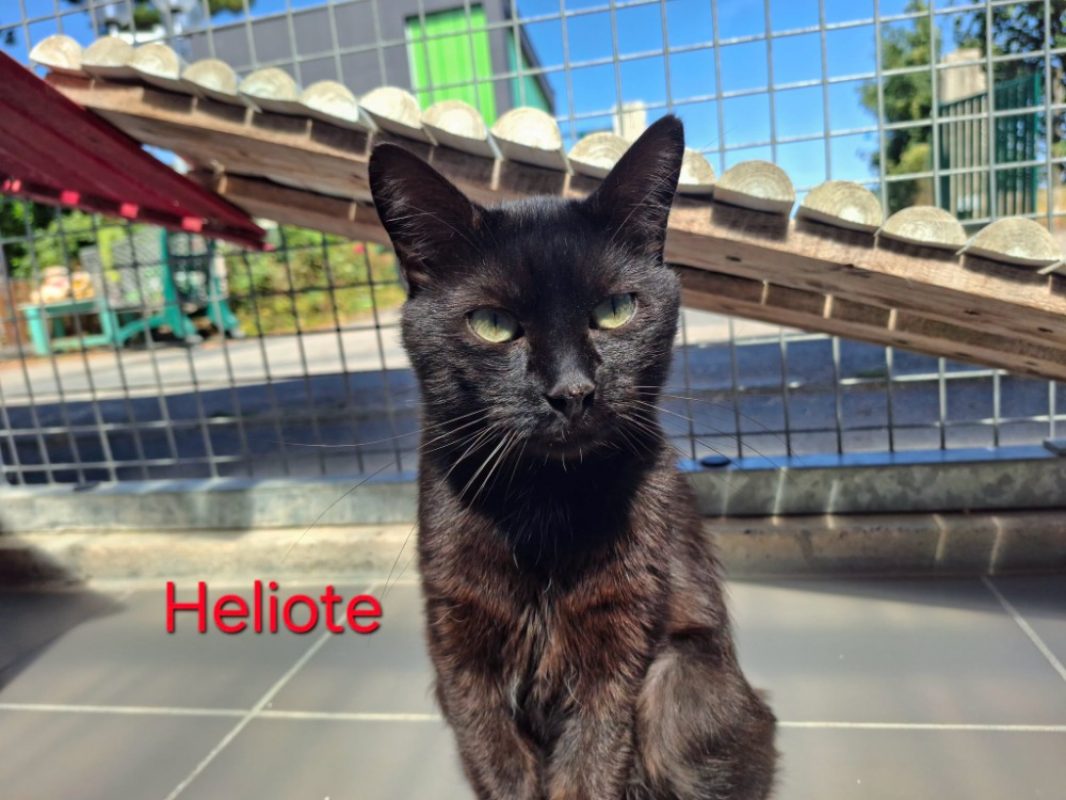 Héliote - Chat Européen à adopter