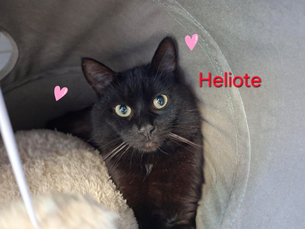 Héliote - Chat Européen à adopter - photo 2