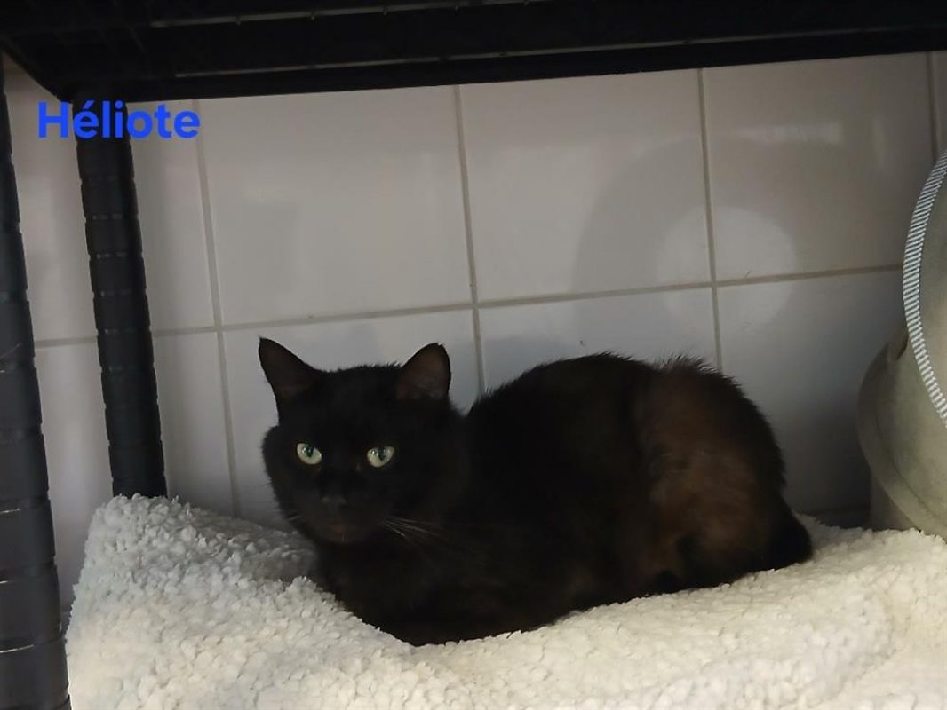 Héliote - Chat Européen à adopter - photo 3