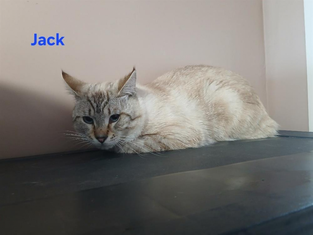 Photo de Jack