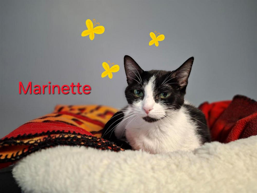 Photo #1 de Marinette