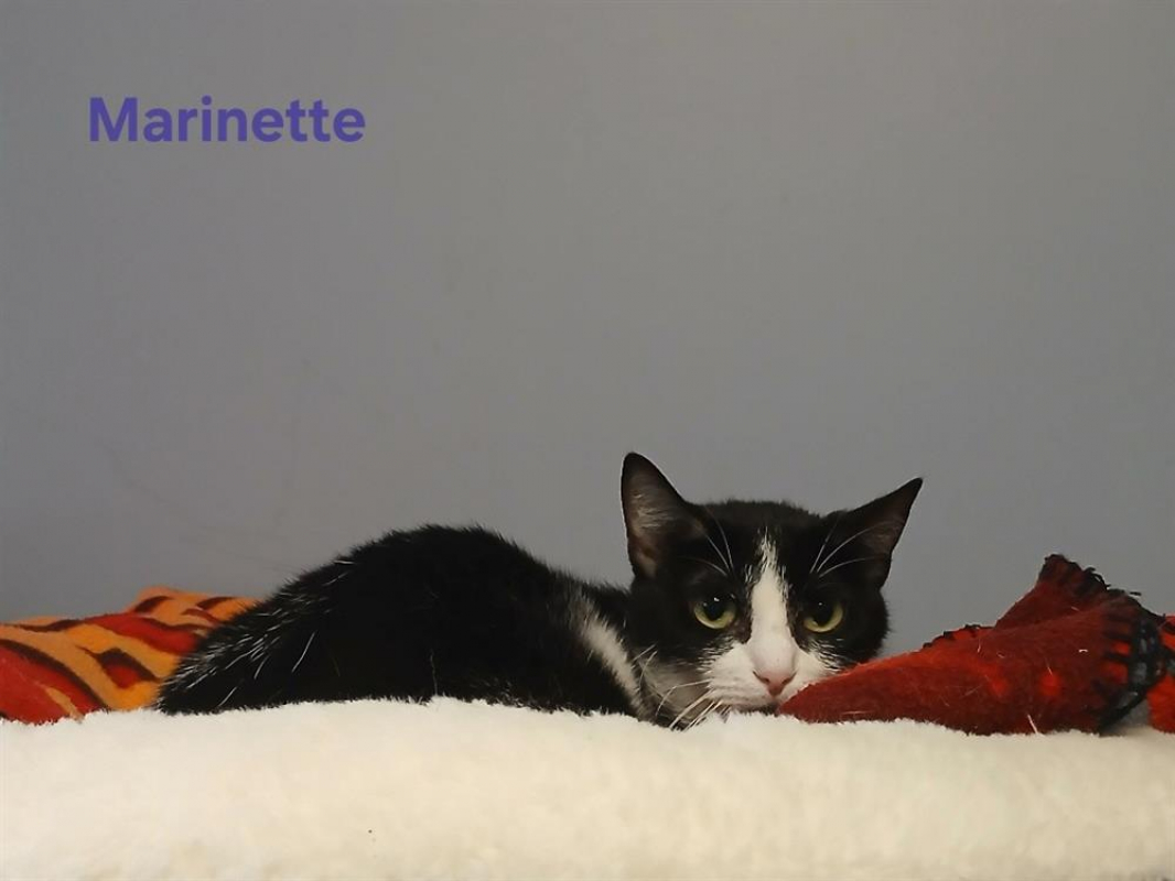 Photo #2 de Marinette