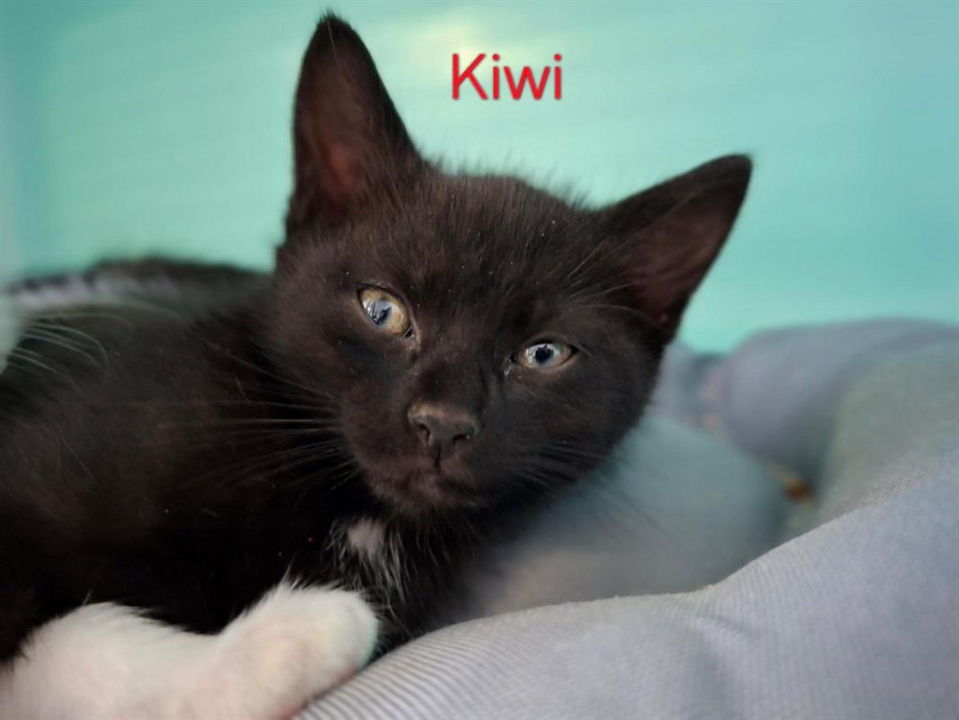 Photo de Kiwi
