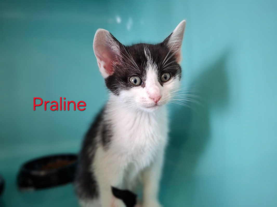 Photo de Praline