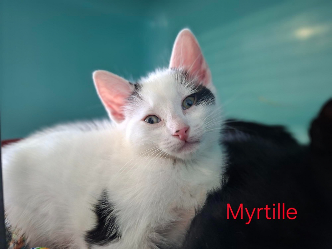 Photo de Myrtille