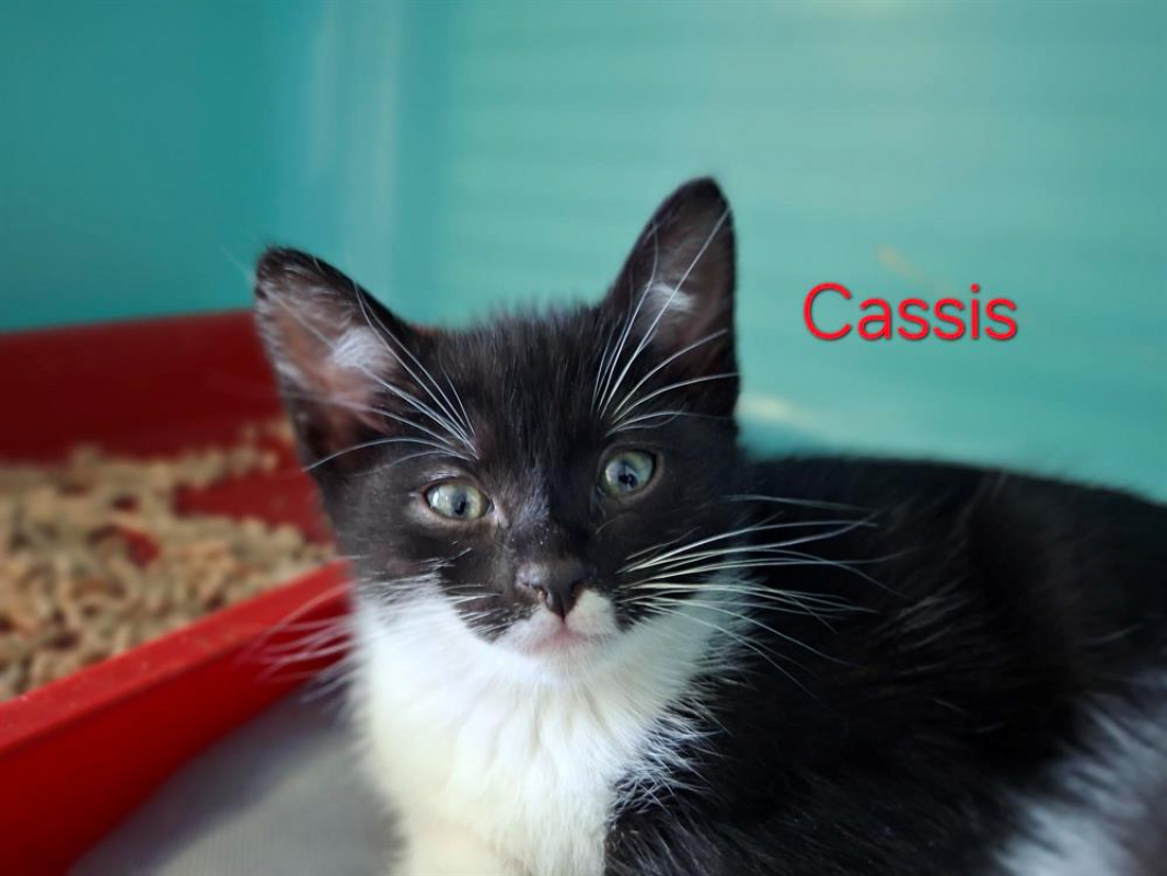 Photo de Cassis
