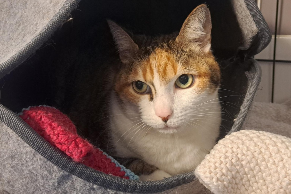 Photo de Minette