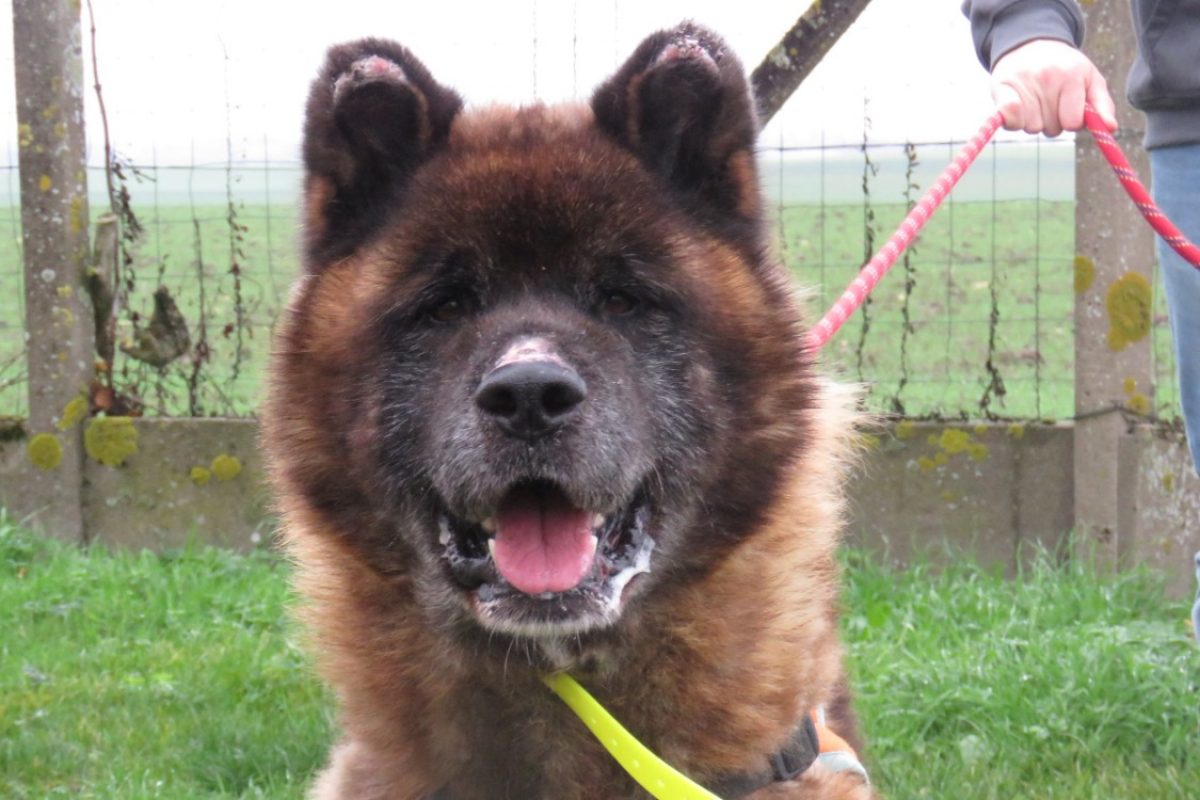 Boum - Chien à adopter