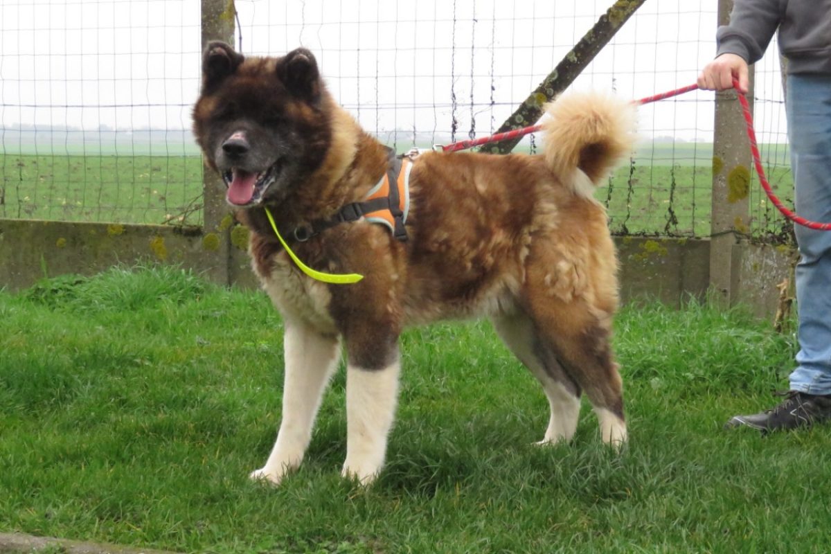 Boum - Chien à adopter - photo 2