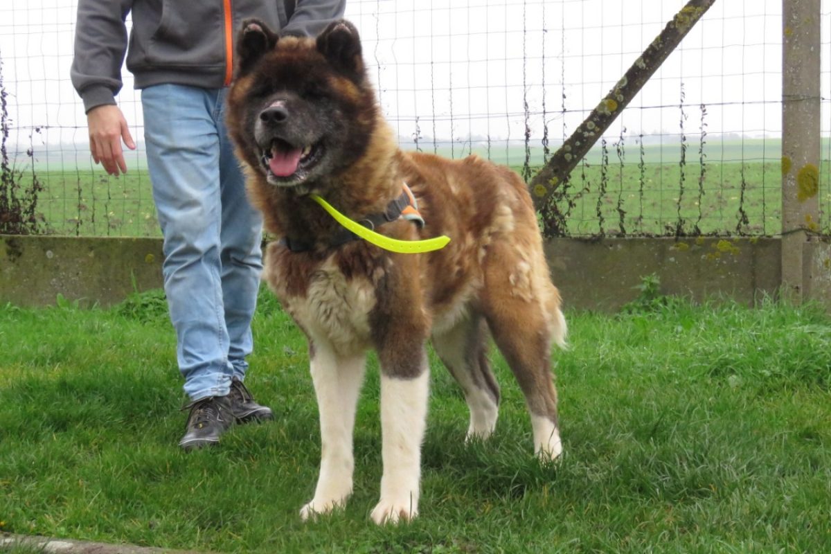 Boum - Chien à adopter - photo 3