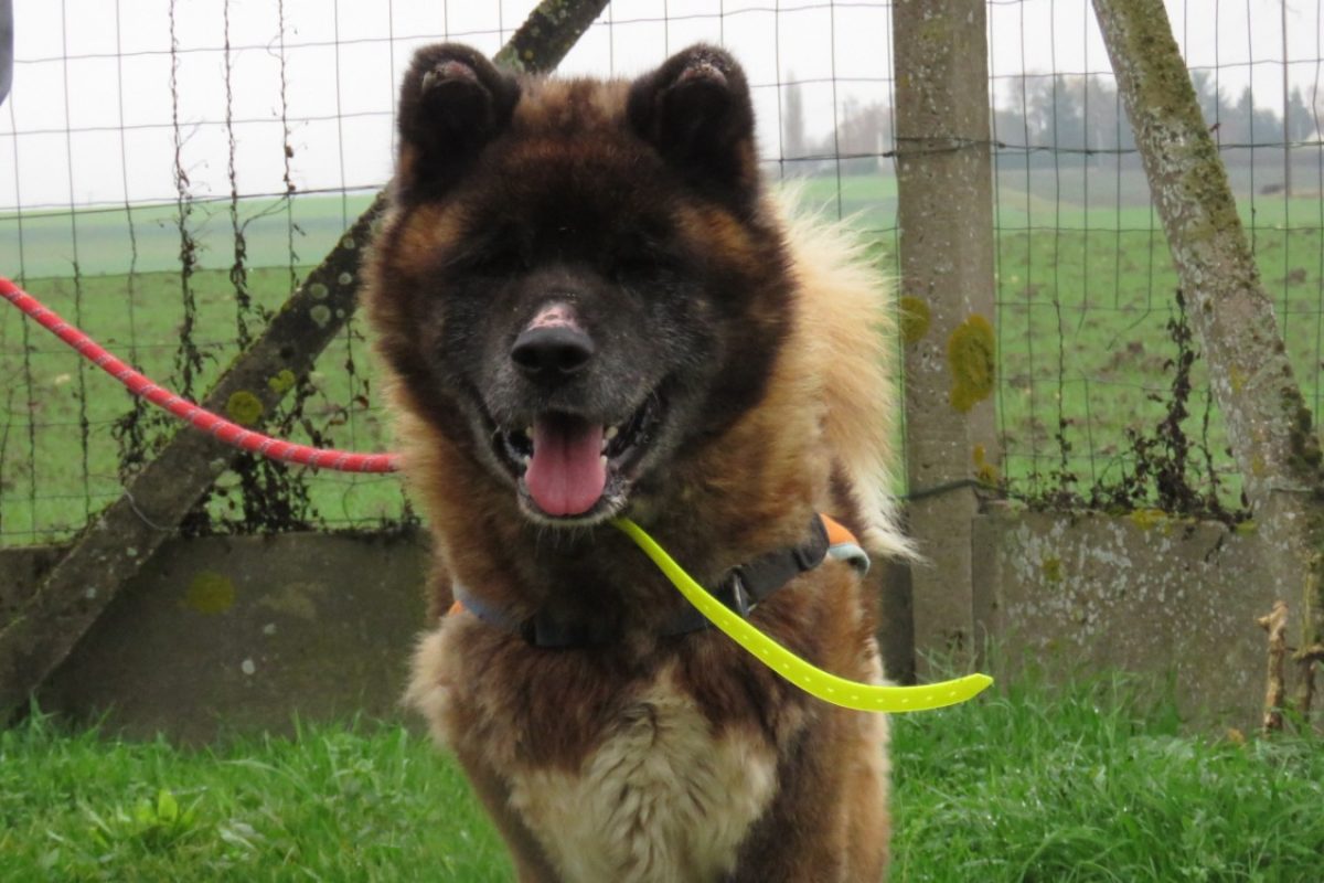 Boum - Chien à adopter - photo 4