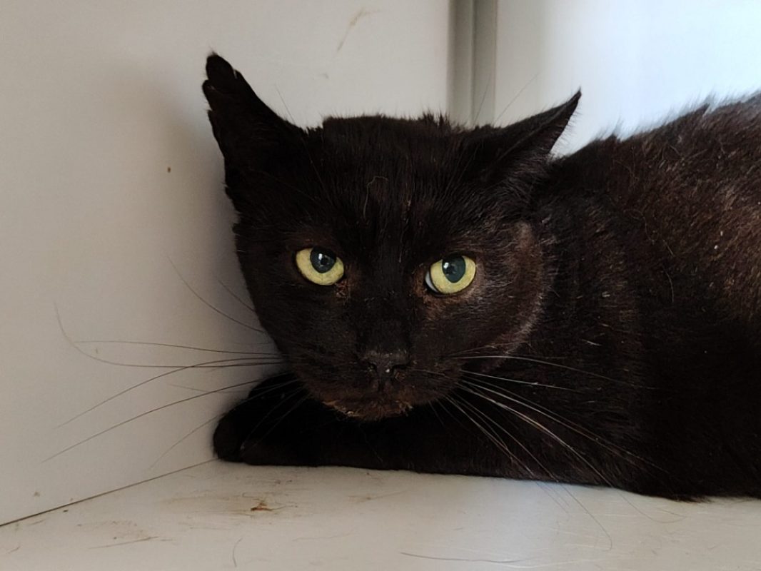 Saphir - Chat Européen à adopter