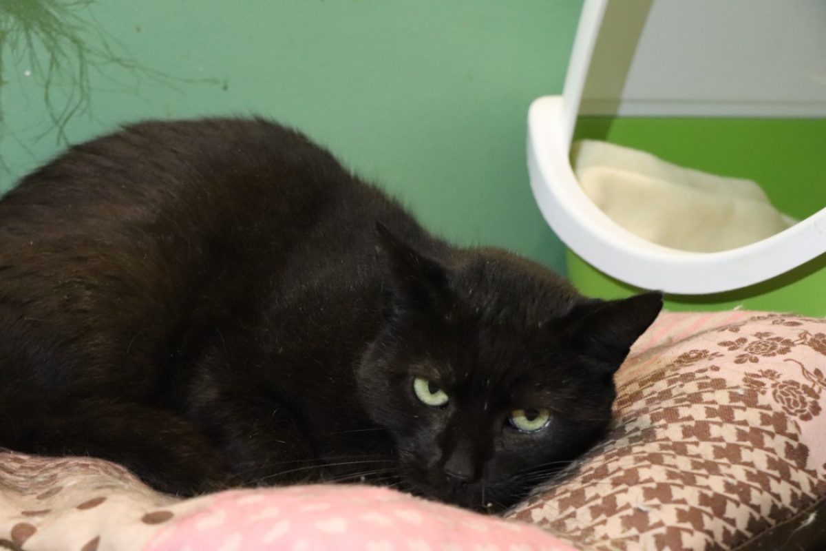 Saphir - Chat Européen à adopter - photo 5