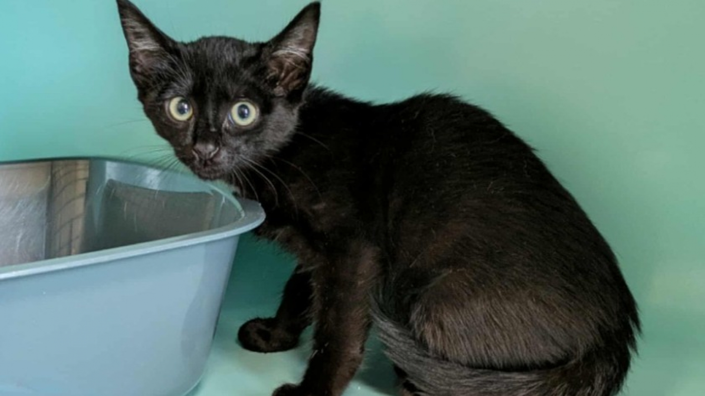 Photo de Shiitaki qct