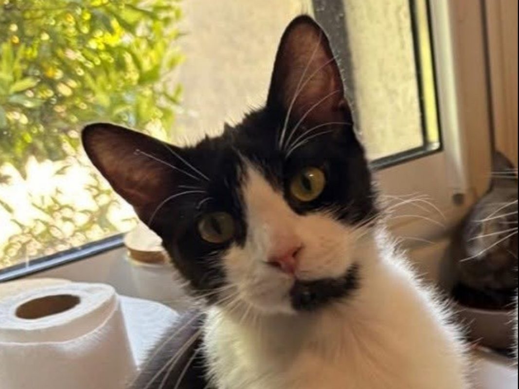 Charme - Chat Européen à adopter