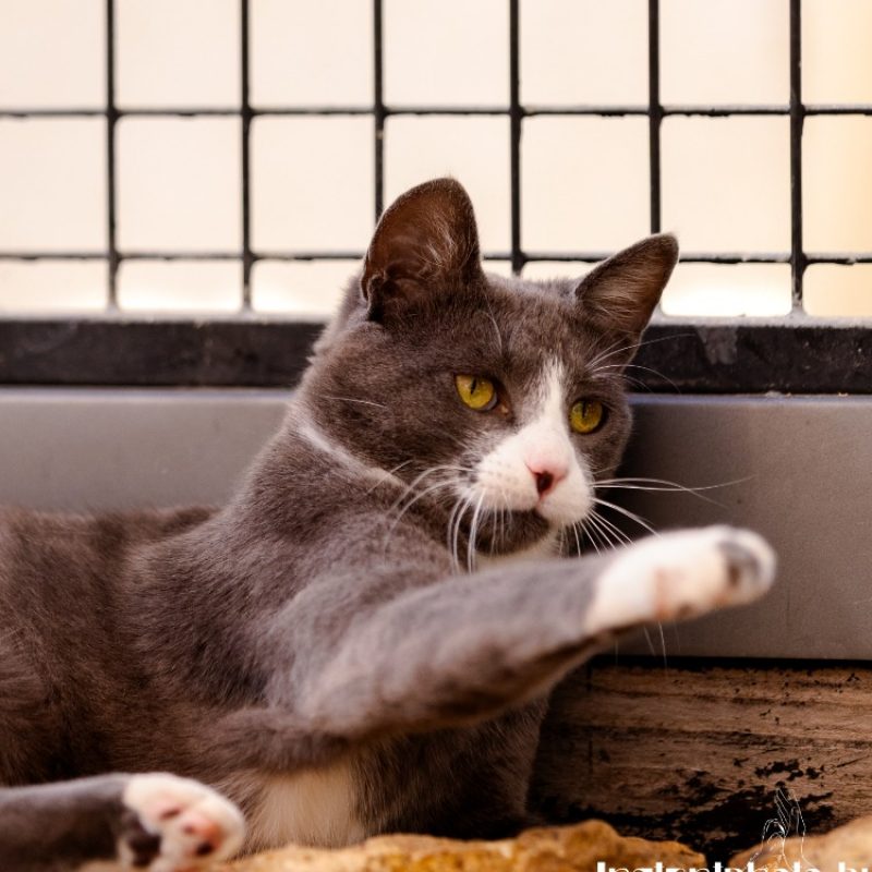 Krum - Chat Européen à adopter