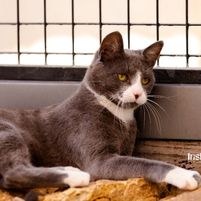 Krum - Chat Européen à adopter - photo 2