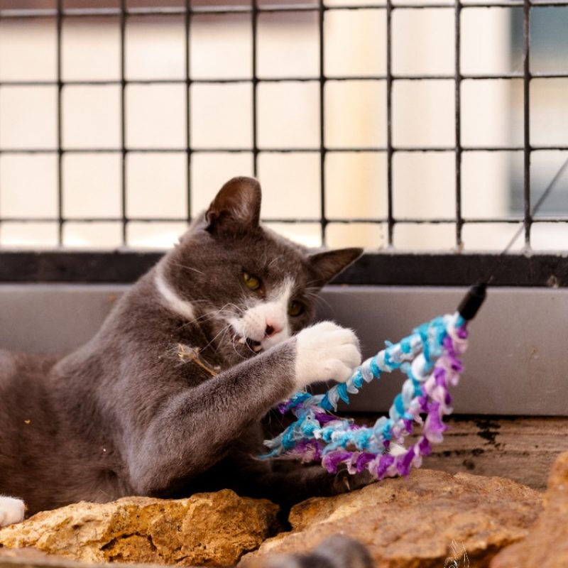 Krum - Chat Européen à adopter - photo 3