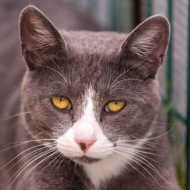 Krum - Chat Européen à adopter - photo 4