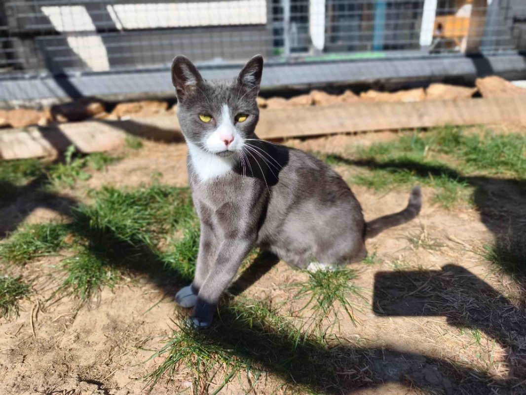 Krum - Chat Européen à adopter - photo 6