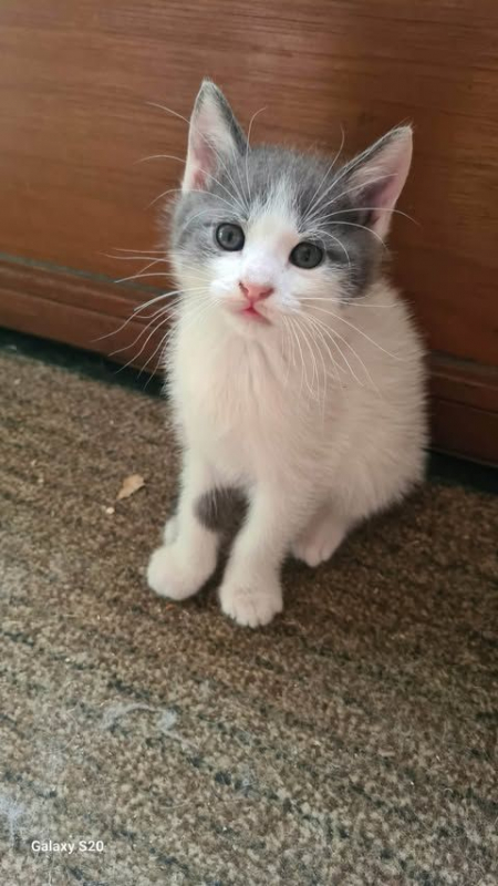 Photo de DOMINO