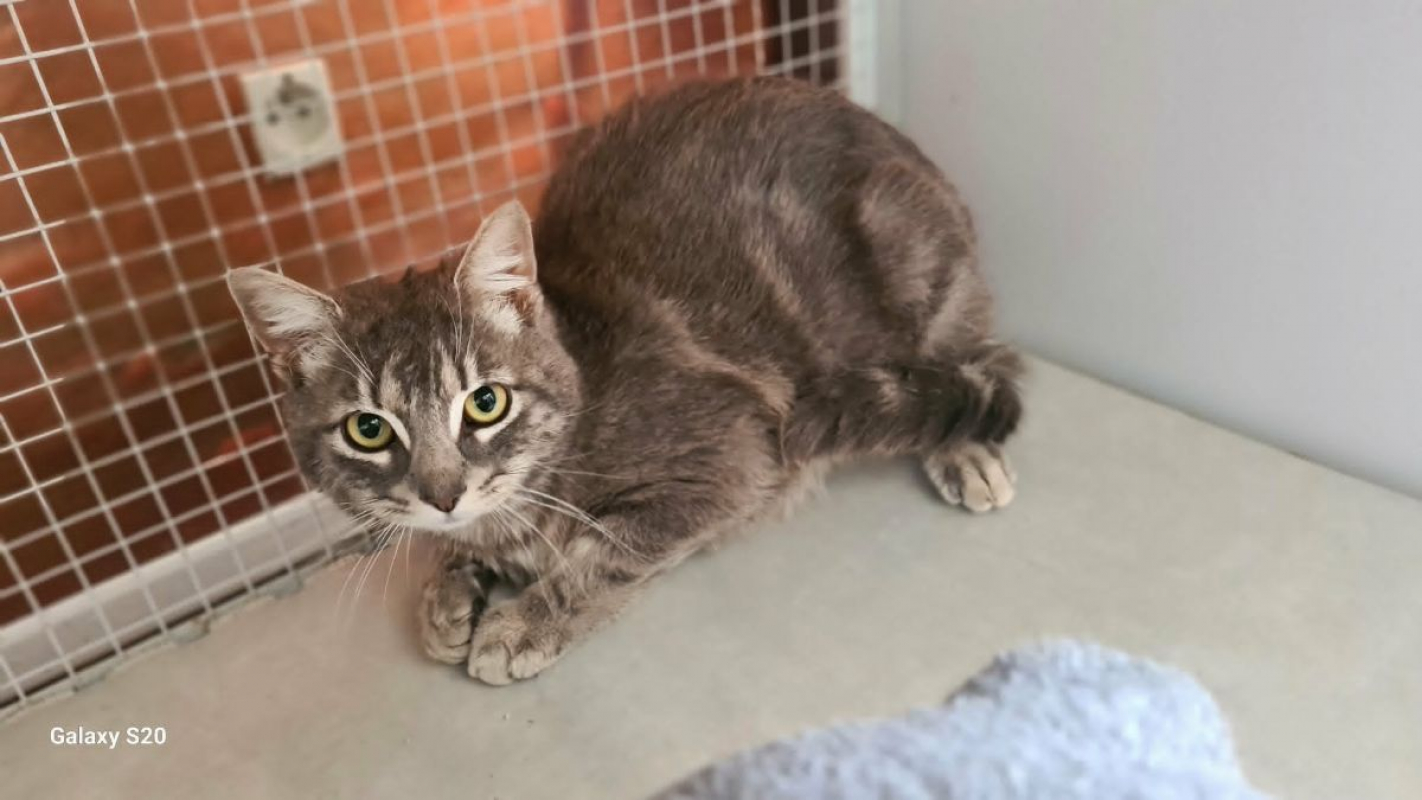 Photo de SYLVER