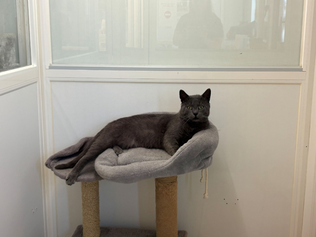 Photo de Castor