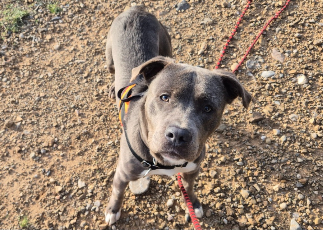 Photo de Blue