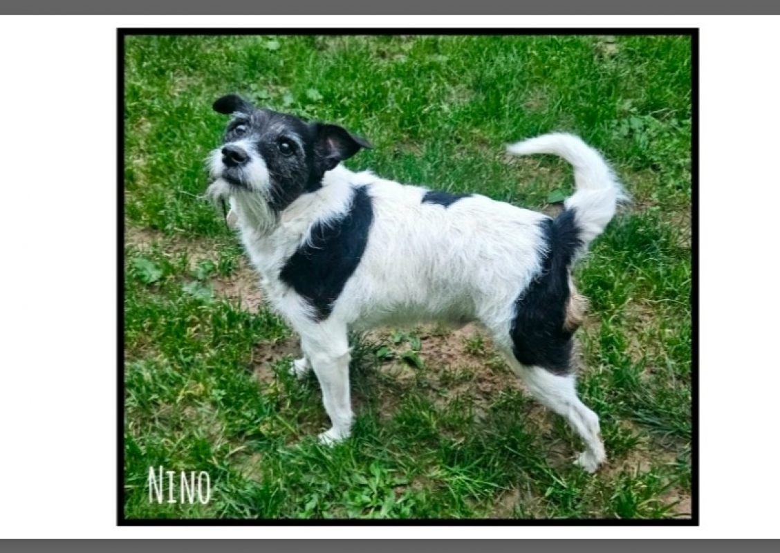 Photo de Nino