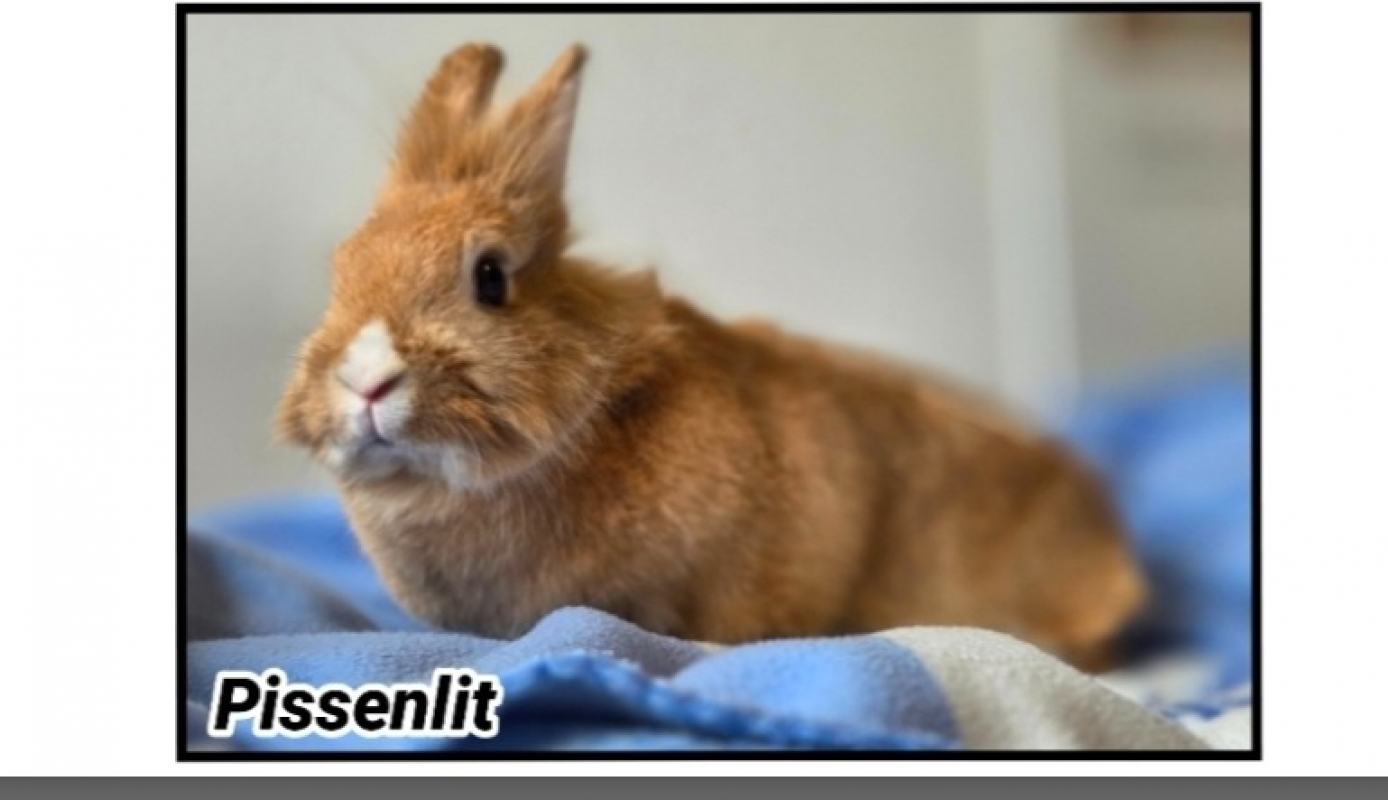 Photo de Pissenlit