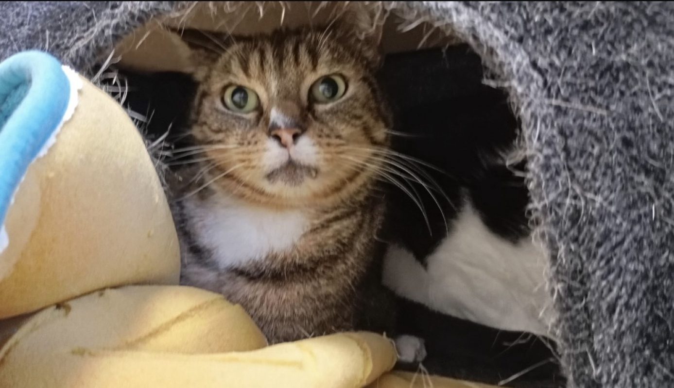 Bill - Chat Européen à adopter