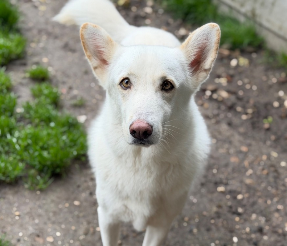 Photo de Pongo