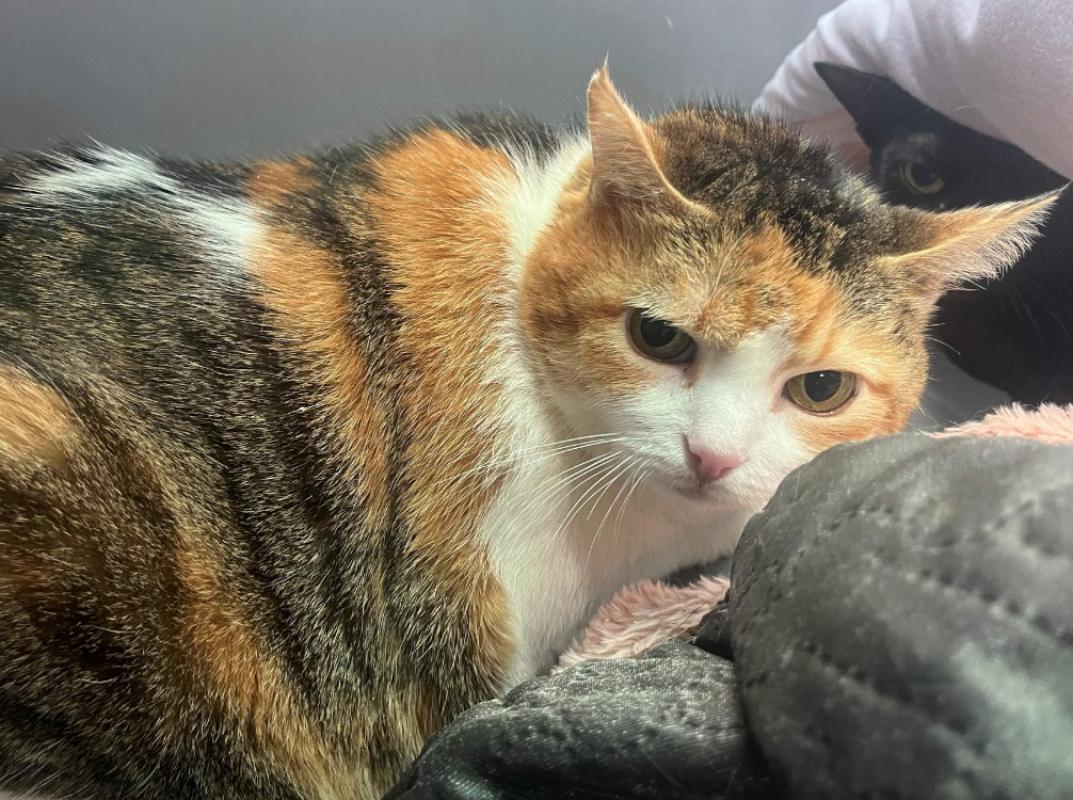 Photo de Courgette