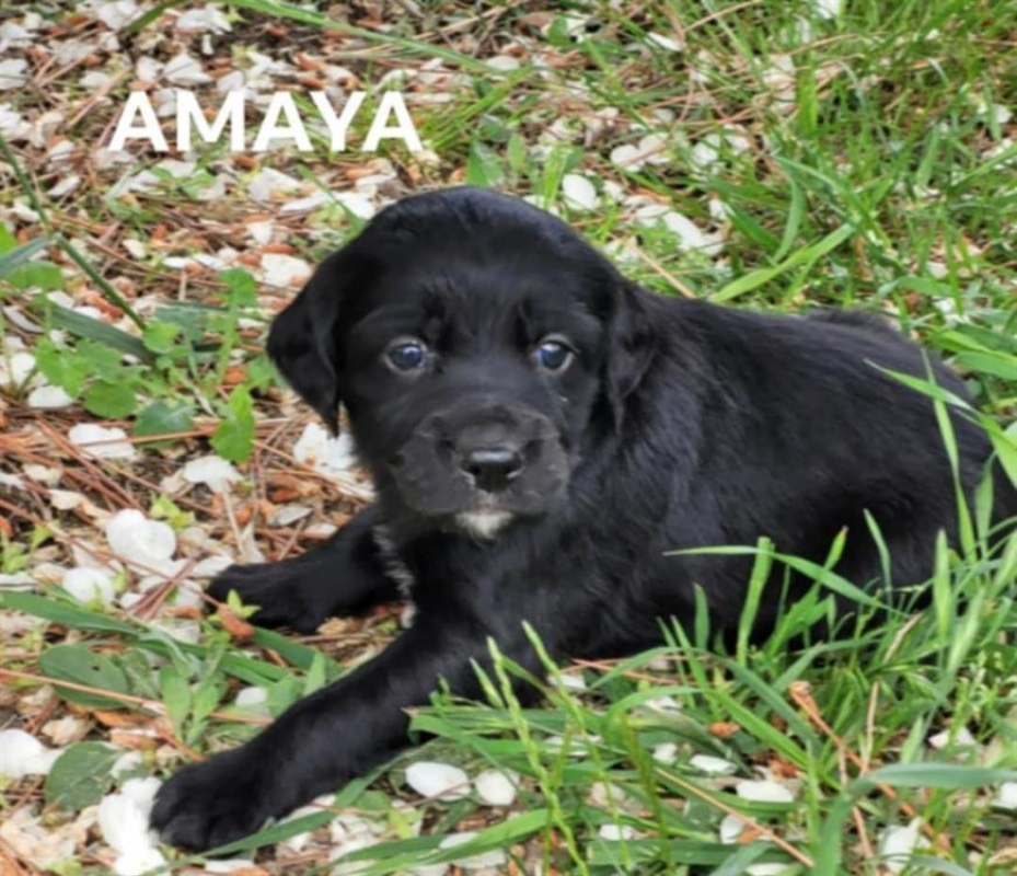 Photo #6 de Amaya