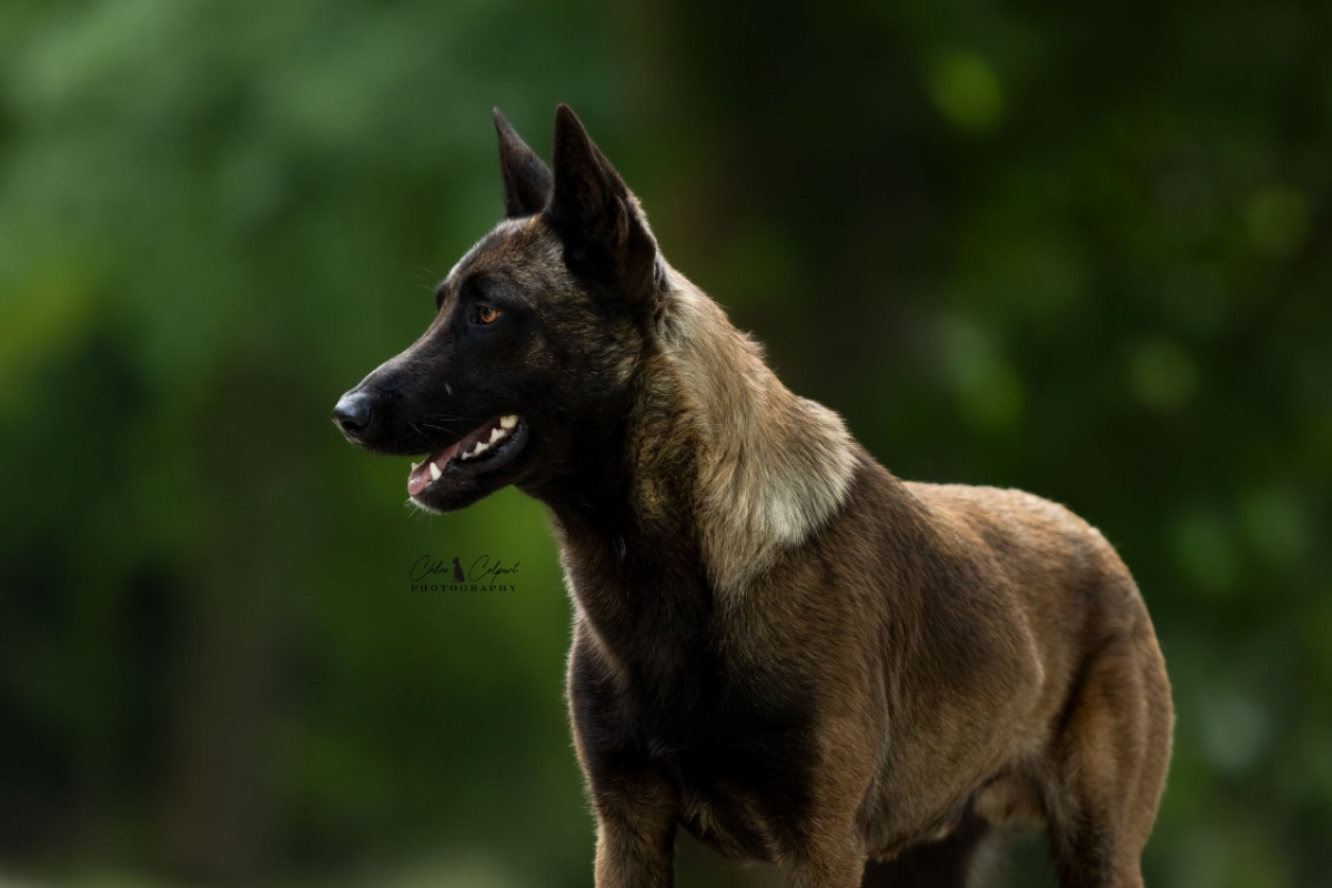 Photo #2 de Athos