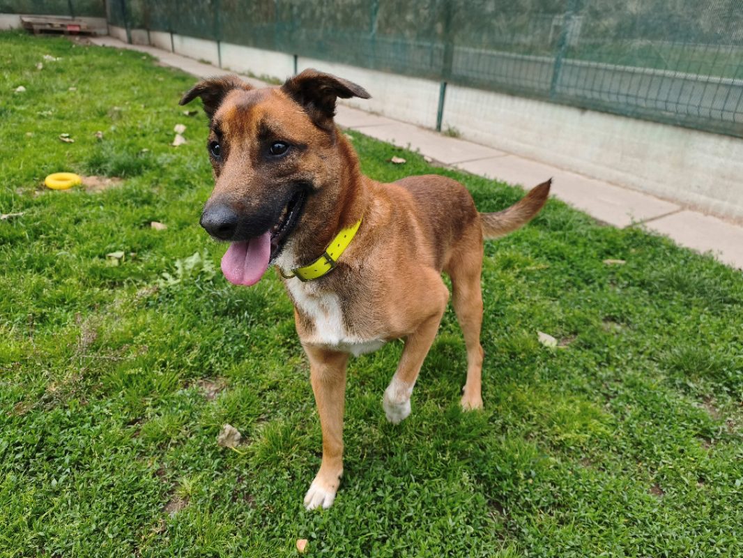 Rox - Chien à adopter - photo 2
