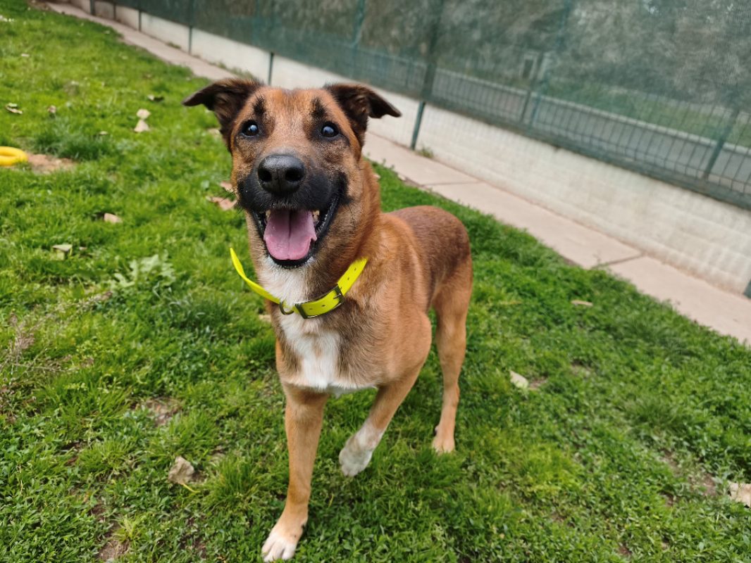 Rox - Chien à adopter - photo 3