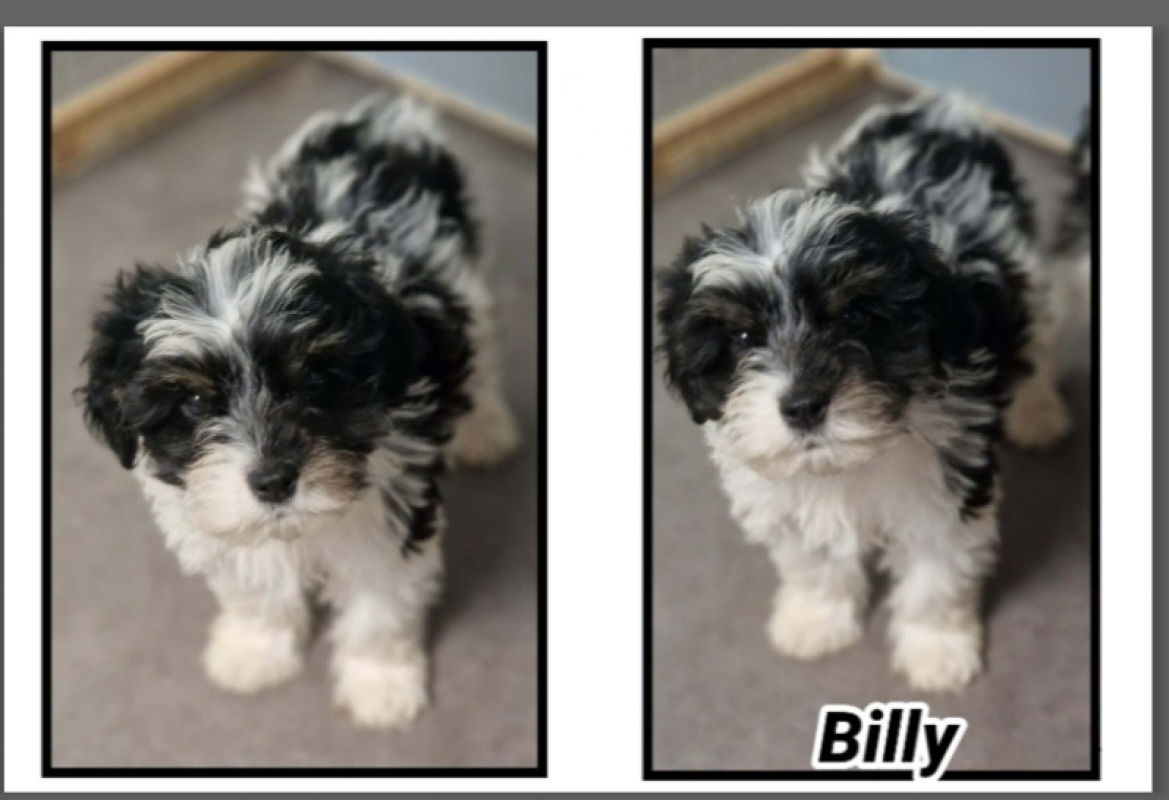 Photo de Billy réservé