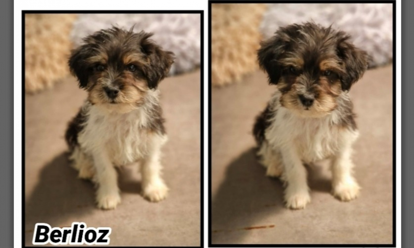 Photo de Berlioz