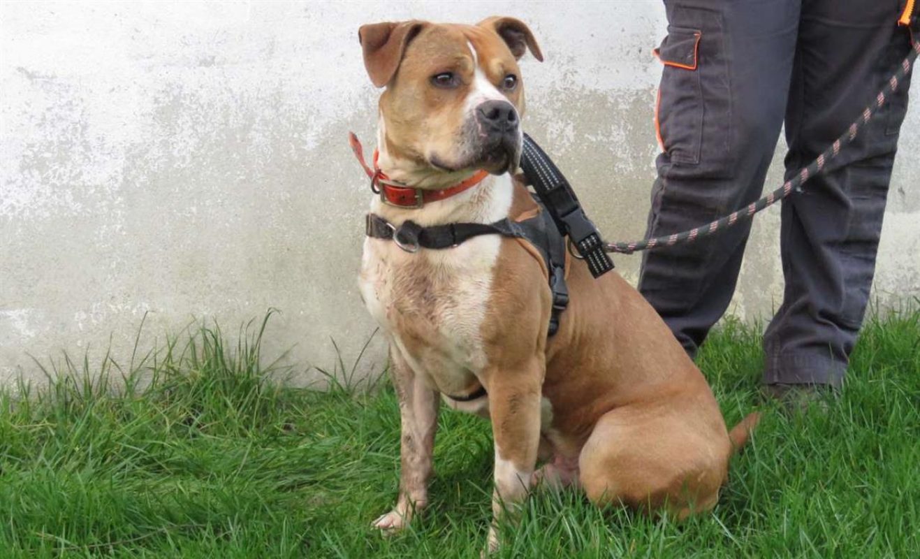Pacha - Chien à adopter - photo 3