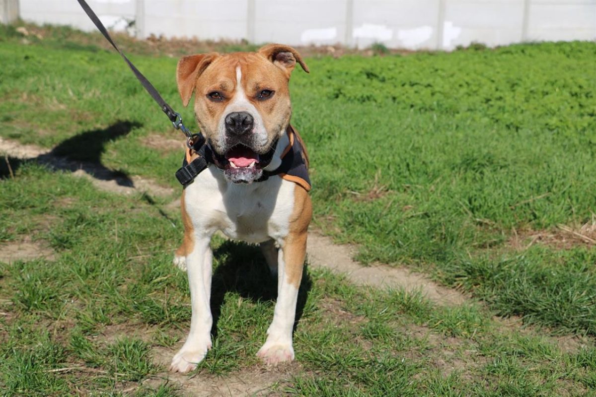 Pacha - Chien à adopter - photo 4