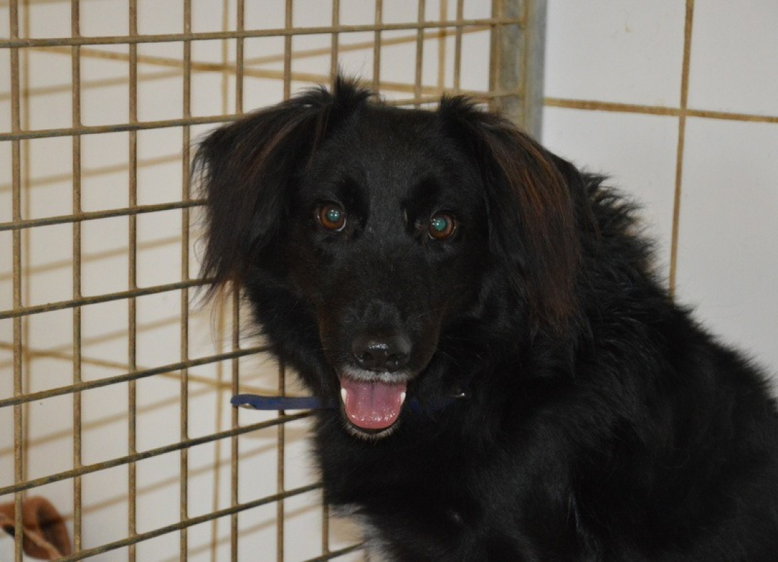 Photo #1 de Blacky