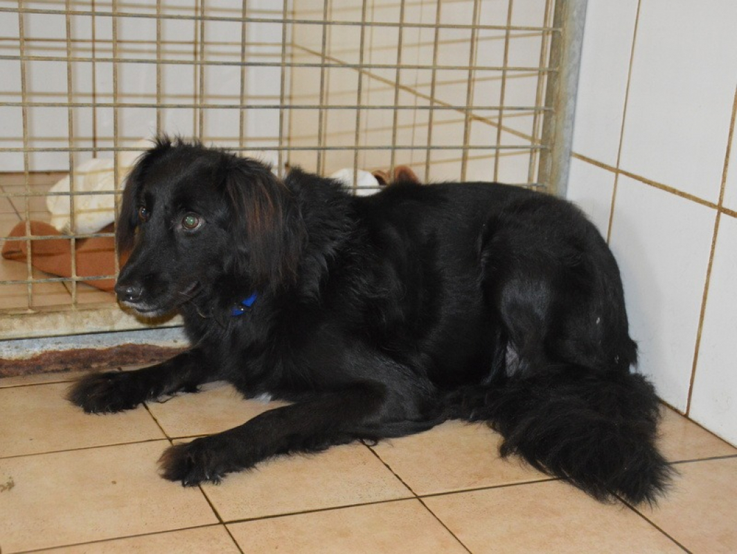 Photo #2 de Blacky