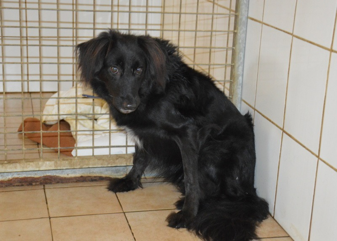 Photo #3 de Blacky